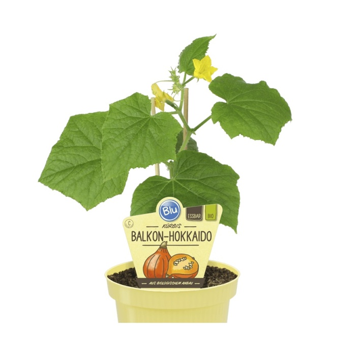 Bylinky - Tykev Hokkaido BIO květináč 12cm