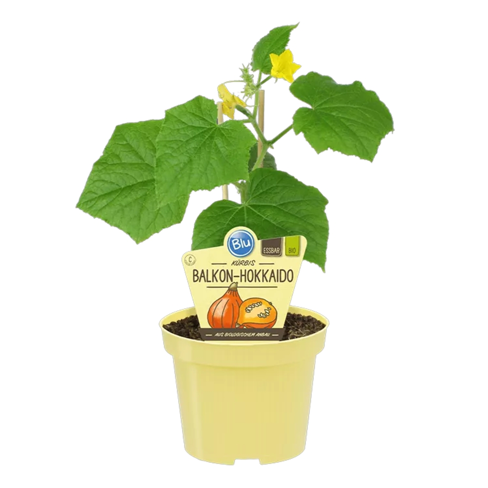 Bylinky - Tykev Hokkaido BIO květináč 12cm