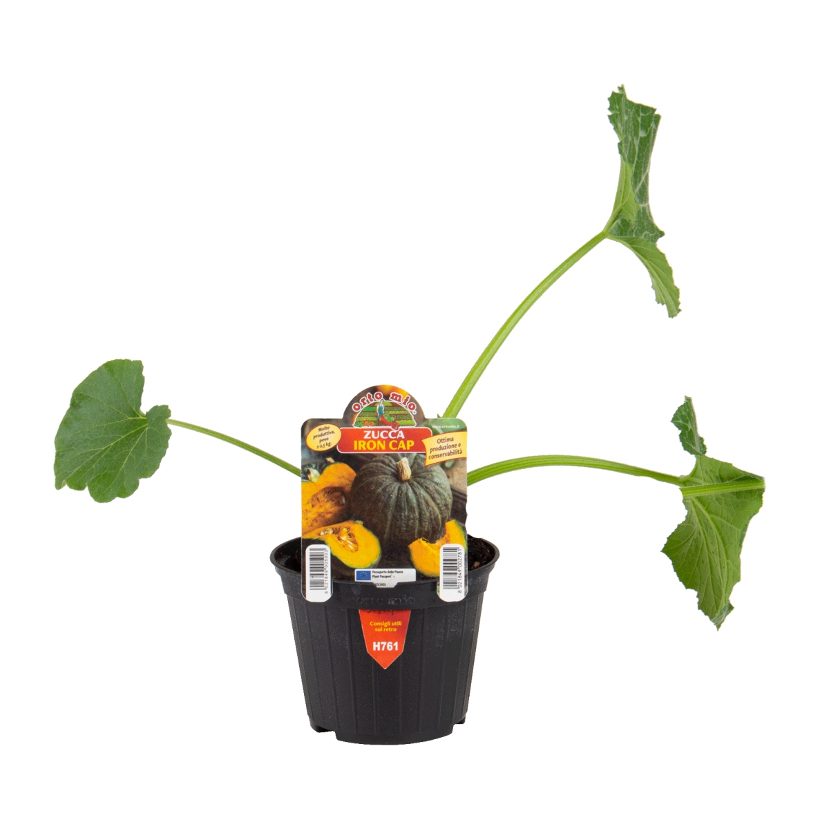 Rostliny - Tykev muškátová Tetsukabuto F1 neroubovaná květináč 10cm