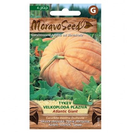 Osivo zeleniny - Tykev plazivá ATLANTIC GIANT (MS)