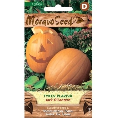 Osivo zeleniny - Tykev plazivá JACK OLANTERN (MS)