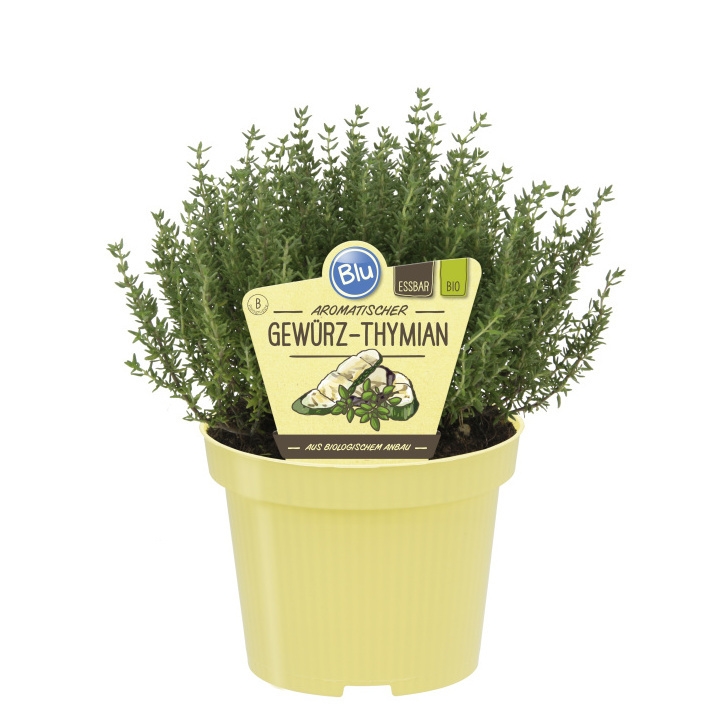 Bylinky - Tymián BIO květináč 12cm