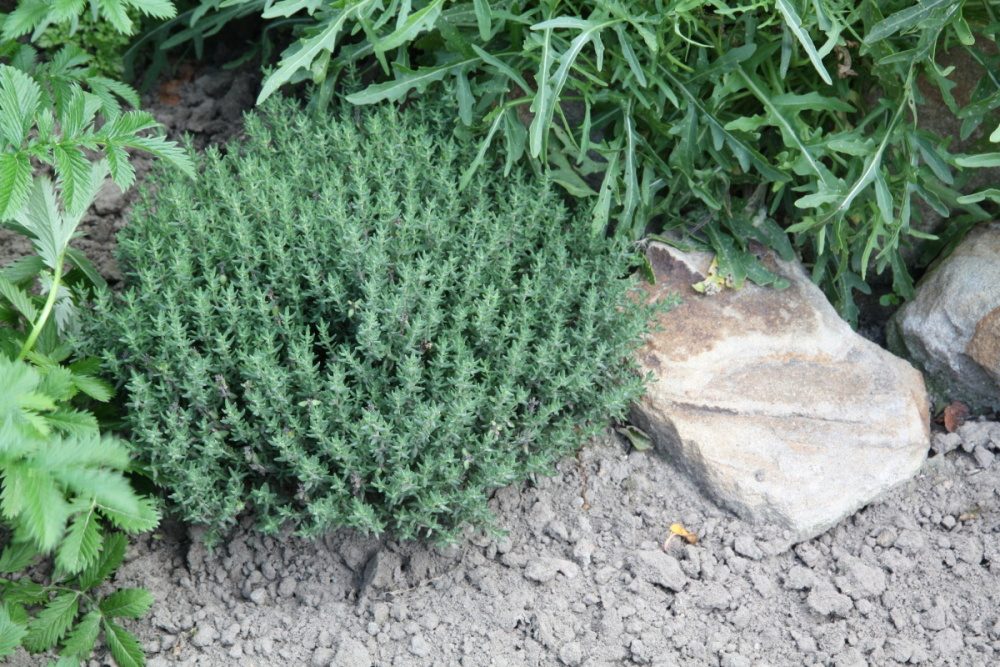 Tymián BIO květináč 12cm-0