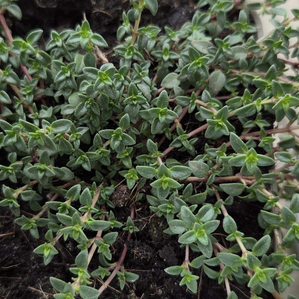 Skalničky - Tymián kmínový kvěitnáč 9cm