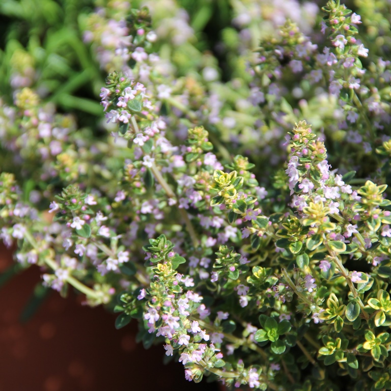 Bylinky - Tymián mix květináč 18cm