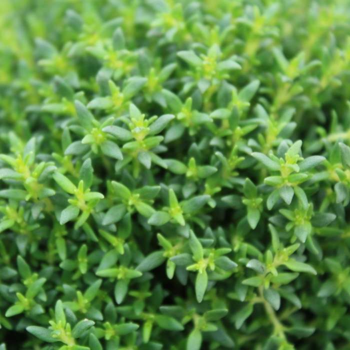 Bylinky - Tymián obecný 11cm