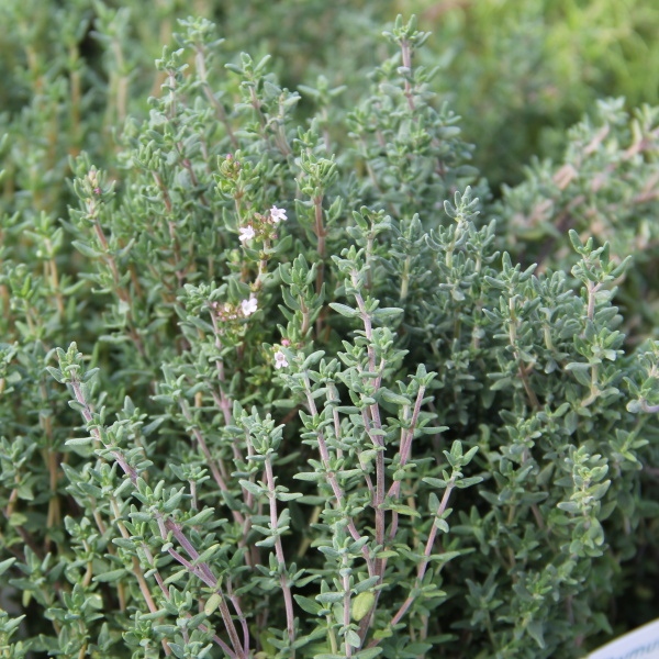 Na slunce - Tymián obecný 9cm