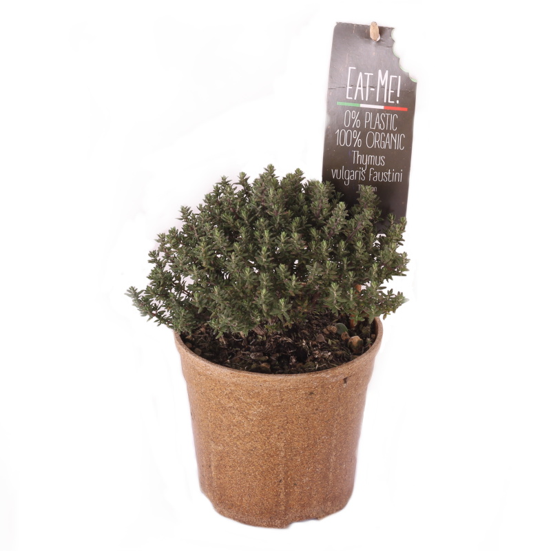Bylinky - Tymián obecný EATME BIO 12cm