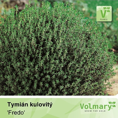 Bylinky - Tymián obecný 'Fredo' 12cm