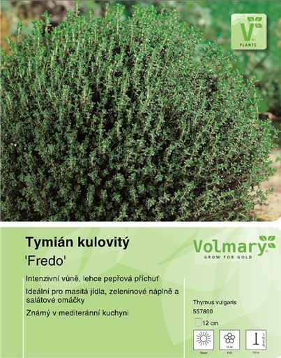 Tymián obecný 'Fredo' 12cm-0