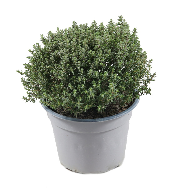 Bylinky - Tymián obecný květináč 14cm