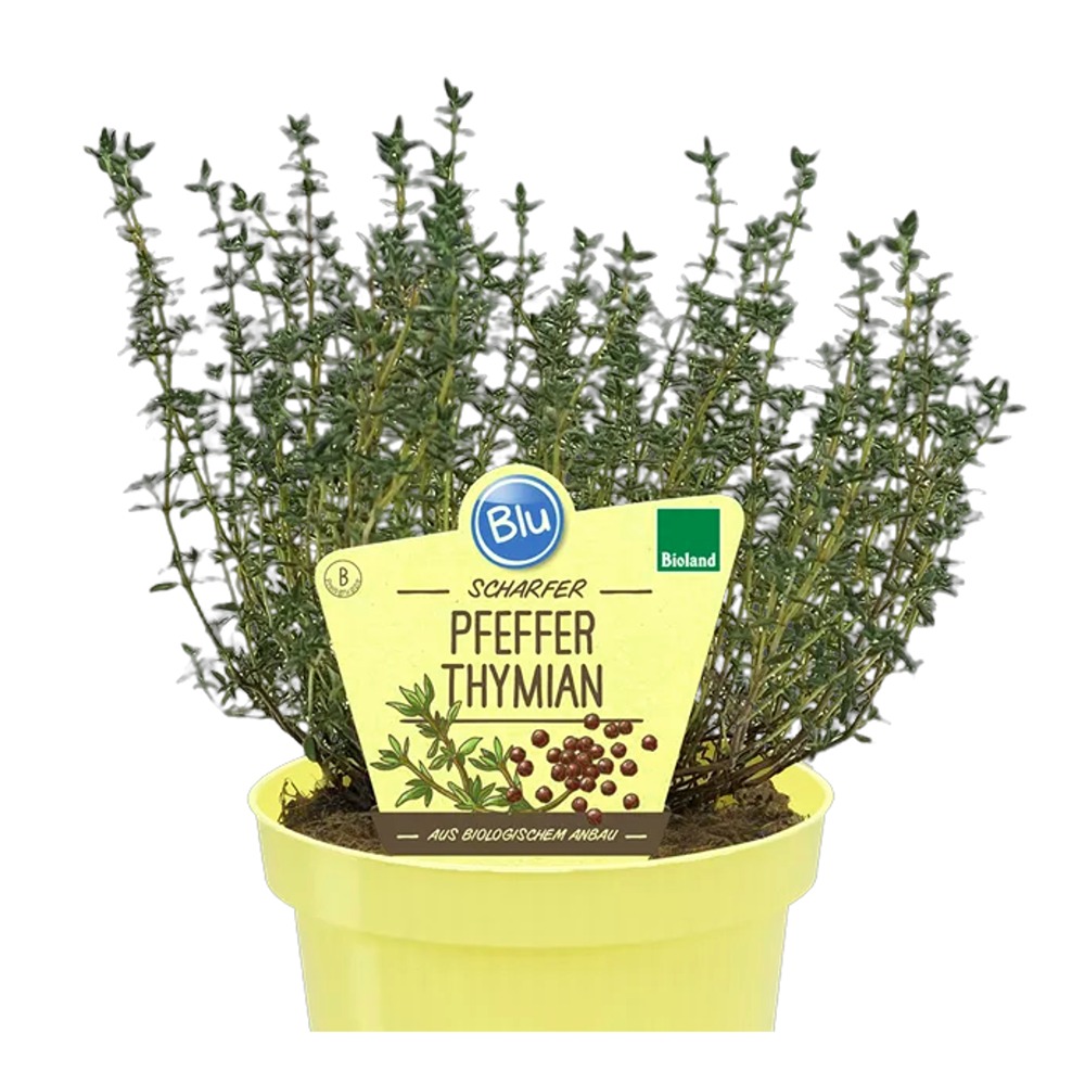 Bylinky - Tymián pepřový BIO květináč 12cm