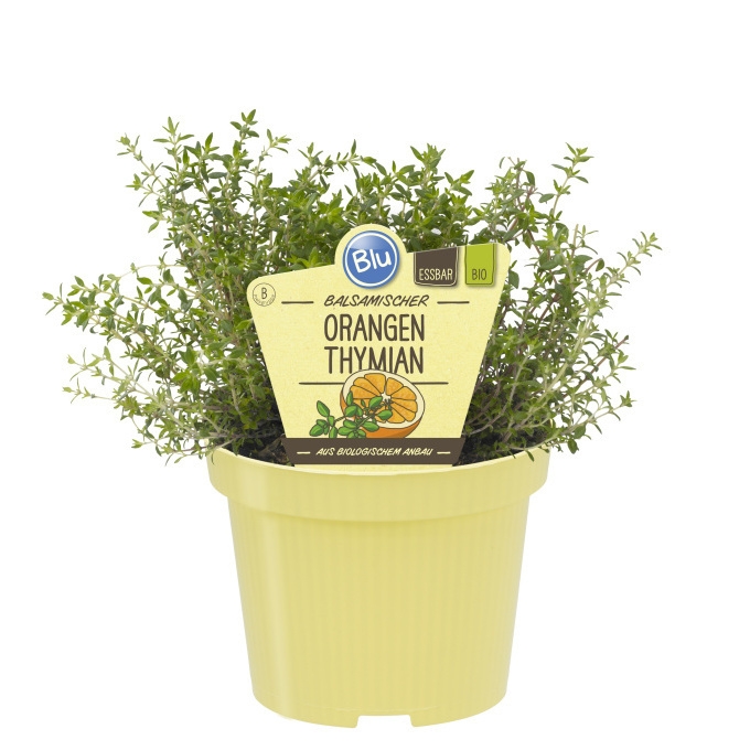 Bylinky - Tymián pomerančový BIO květináč 12cm