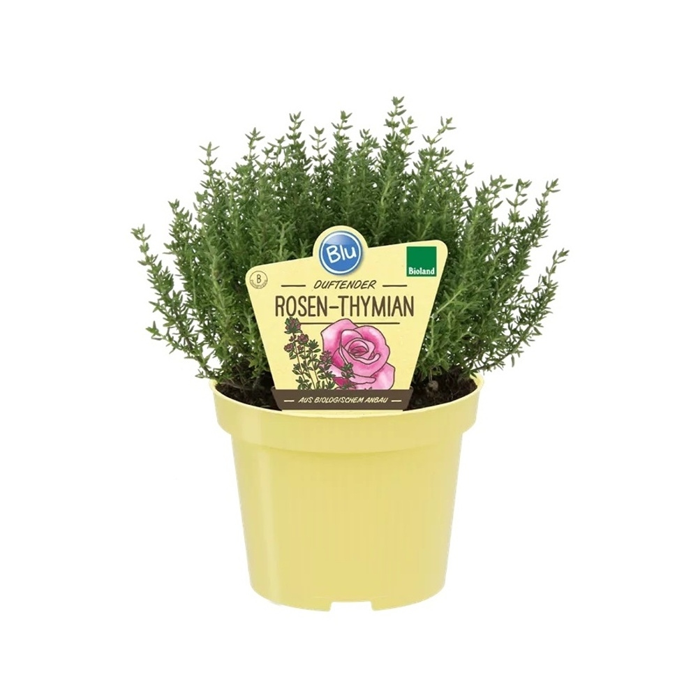 Bylinky - Tymián růžový BIO, květináč 12cm