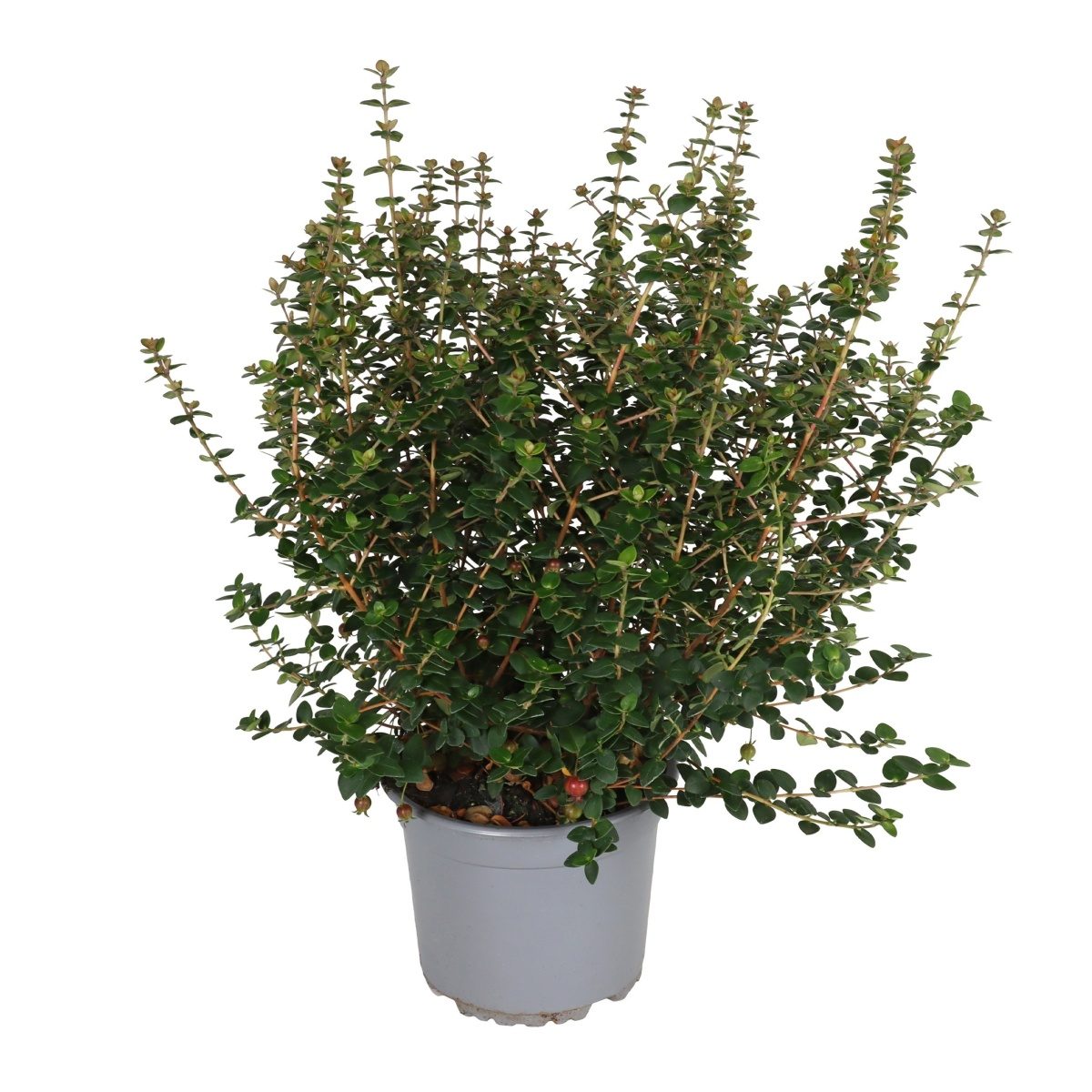 Nádobové květiny - Ugni - chilská myrta Pretty Berry květináč 15cm
