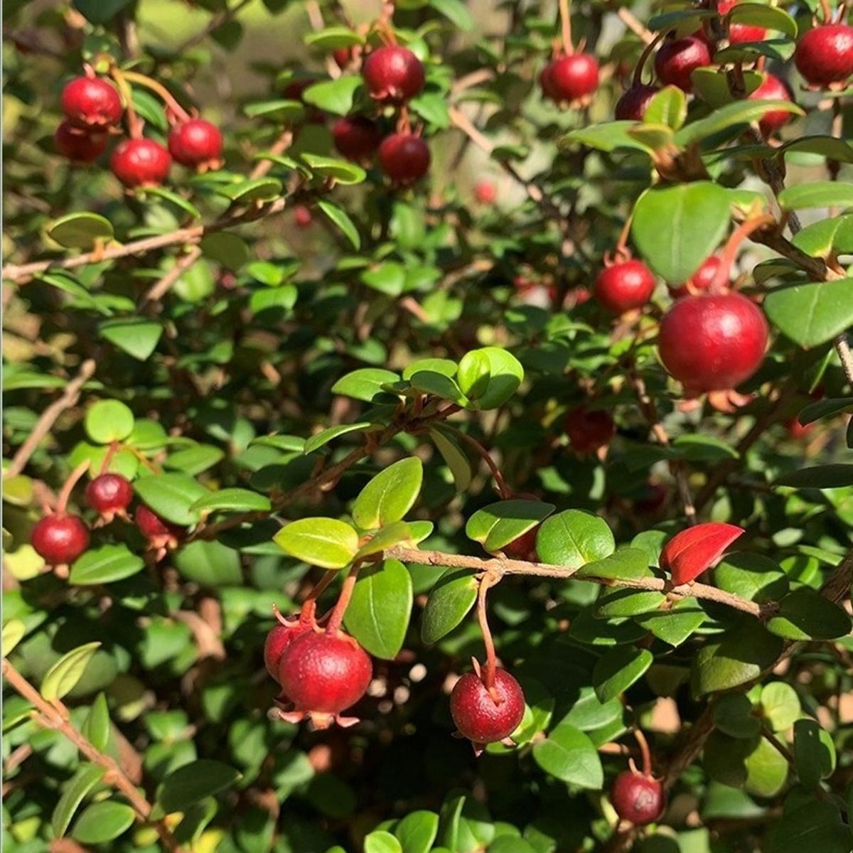 Ugni - chilská myrta Pretty Berry květináč 15cm-1