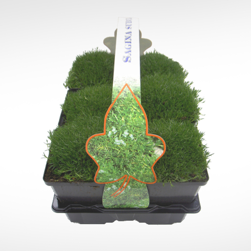 Skalničky - Úrazník šídlovitý (Irský mech) 6pack