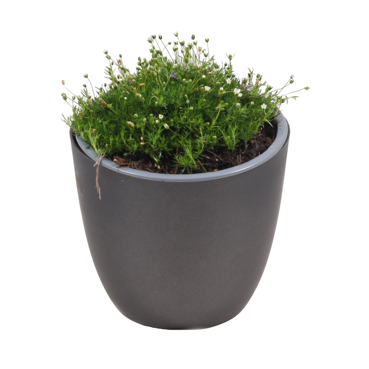 Podzimní rostliny - Úrazník šípovitý květináč 12cm