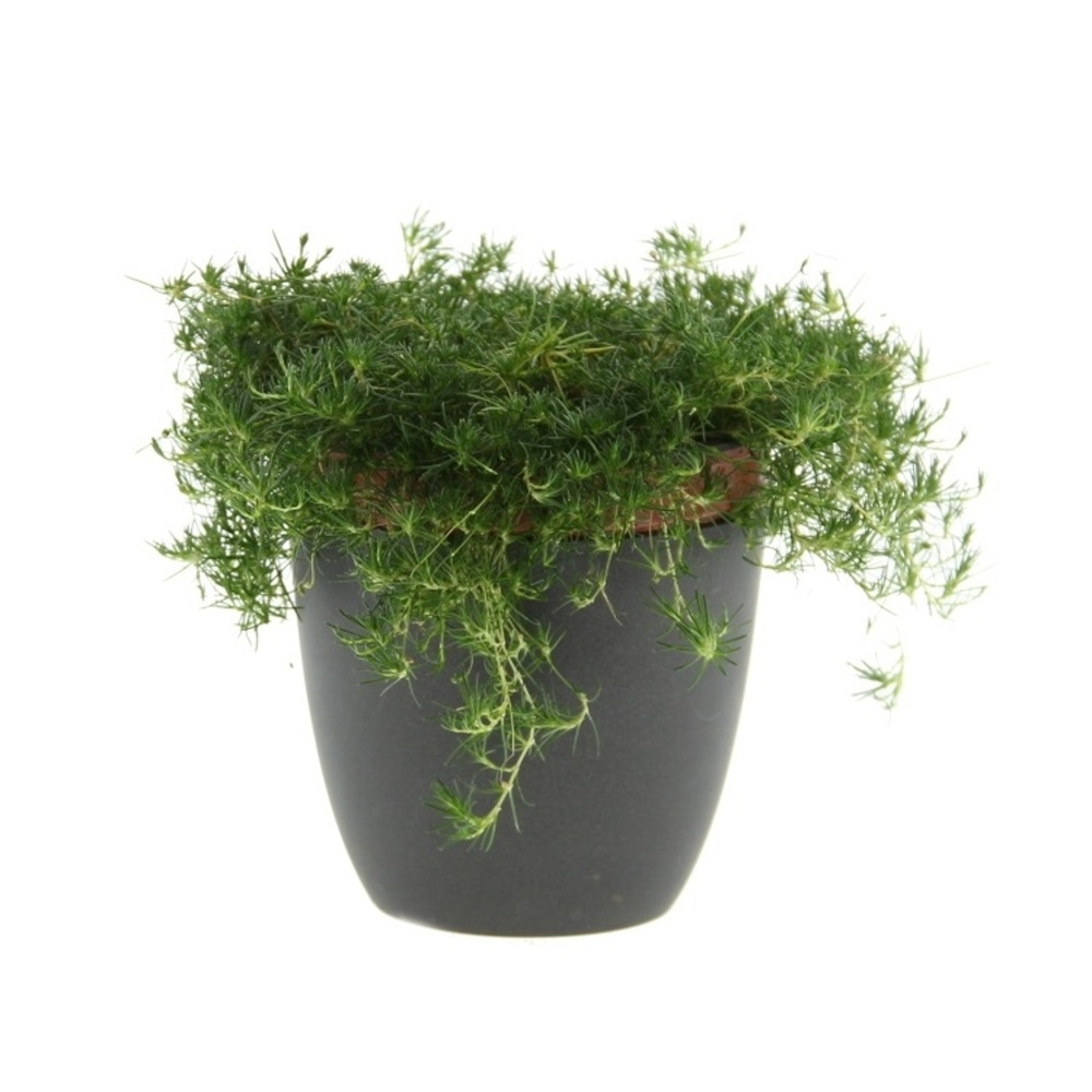 Podzimní rostliny - Úrazník šípovitý Moss Green květináč 12cm