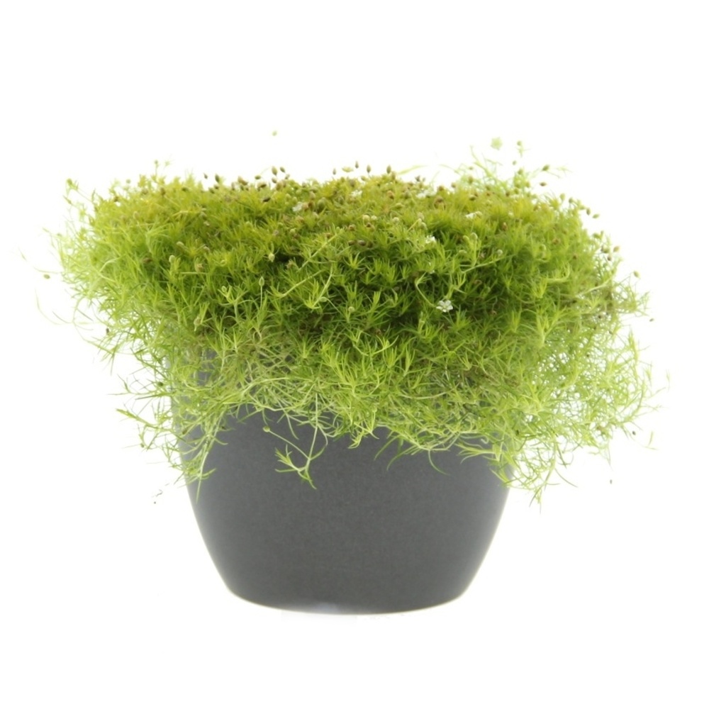 Podzimní rostliny - Úrazník šípovitý Moss Lime květináč 12cm