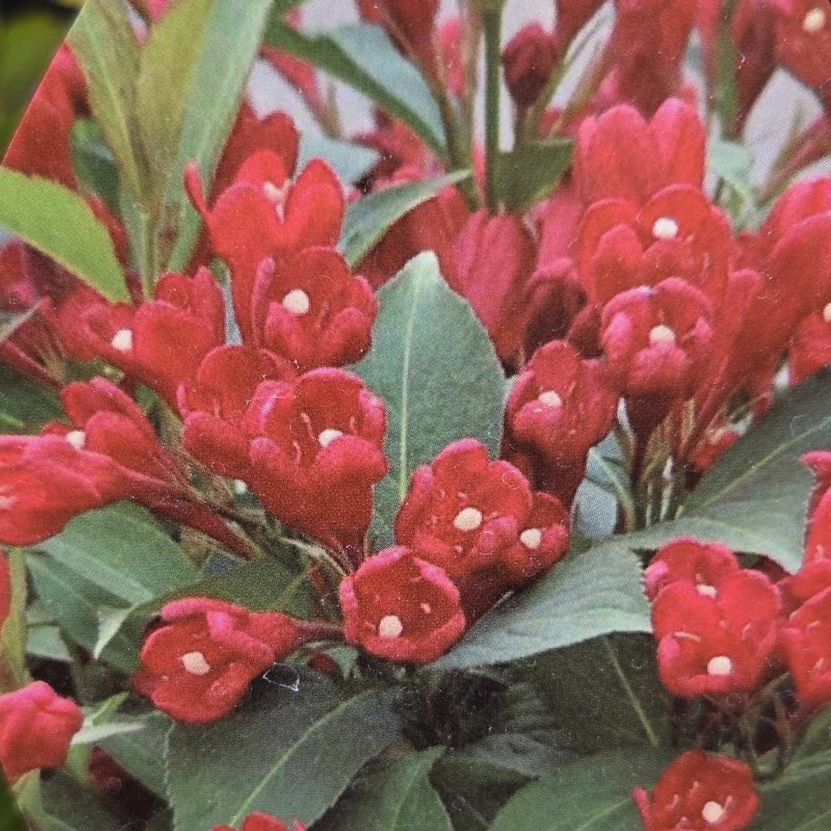 Keře okrasné květem - Vajgélie All Summer Red květináč 1,4 litru