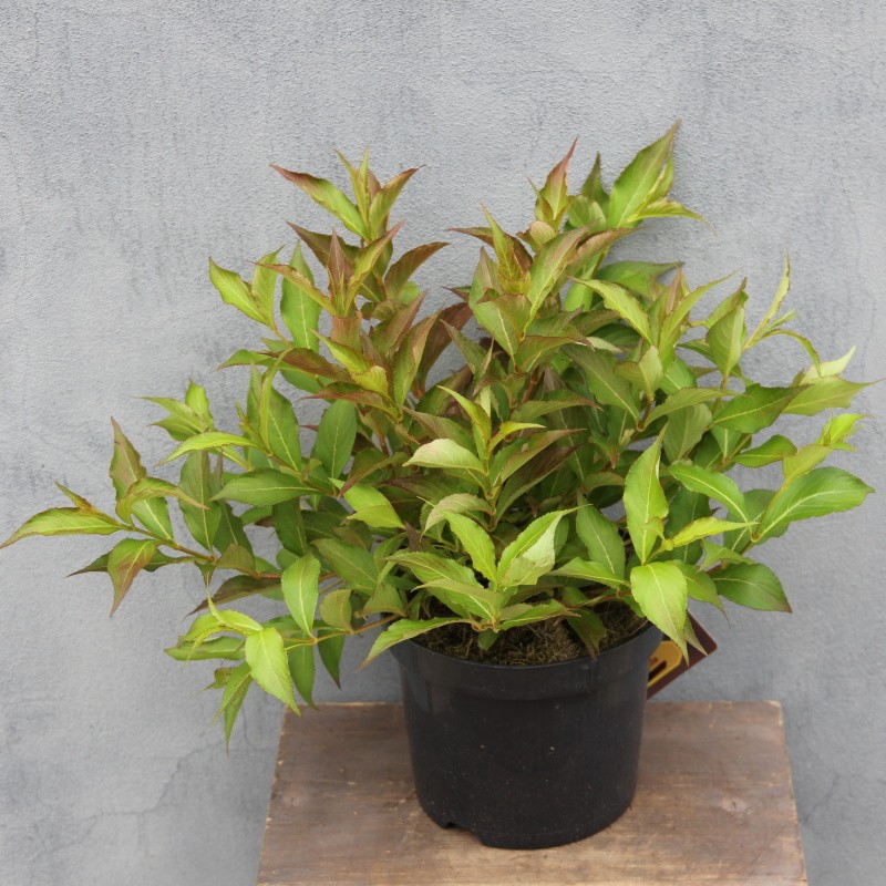 Vajgélie  All Summer Red® květináč 2,5 litru, výška 20/30cm, keř-0