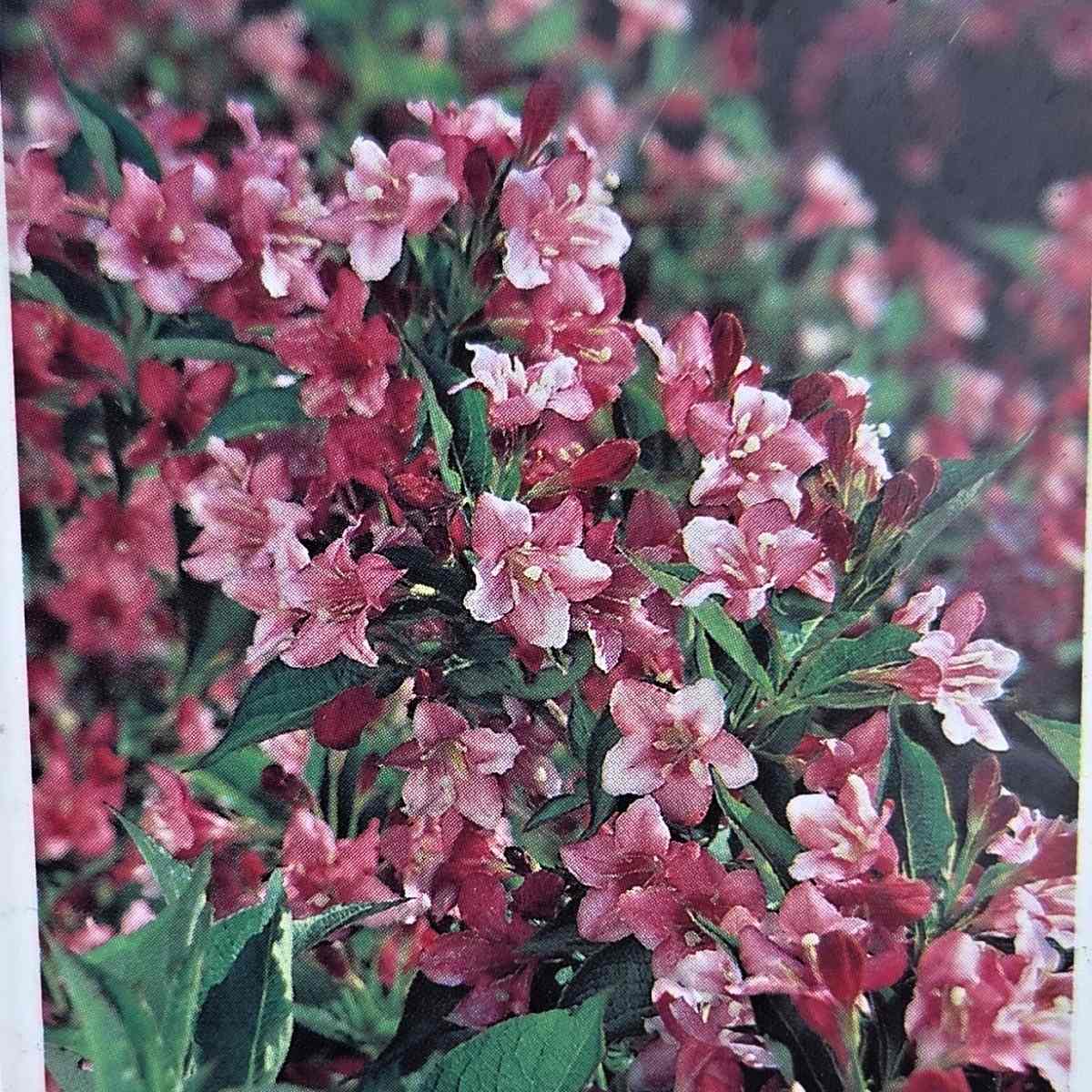 Listnaté stromky a stromy - Vajgélie Bouquet Rose kmínek 120cm