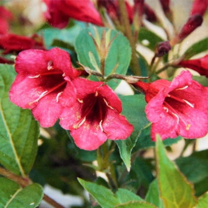 Rostliny - Vajgélie 'Bristol Ruby' výška 25/30cm, květináč 2,5 litru