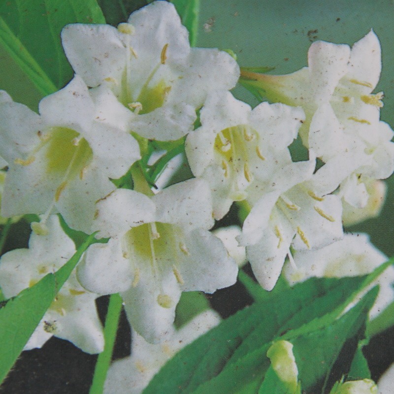 Rostliny - Vajgélie 'Bristol Snowflake' květináč 2,5 litru, výška 20/30cm, keř