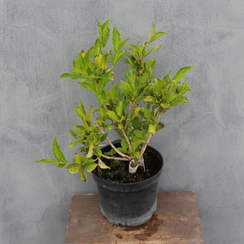 Vajgélie 'Bristol Snowflake' květináč 2,5 litru, výška 20/30cm, keř-0