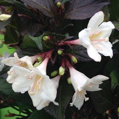 Keře okrasné květem - Vajgelie Ebony and Ivory květináč 2,5 litru, výška 20/30cm, keř