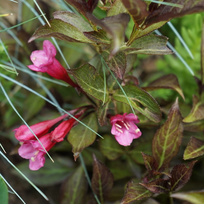 Rostliny - Vajgélie květnatá 'Alexandra' květináč 5 litrů