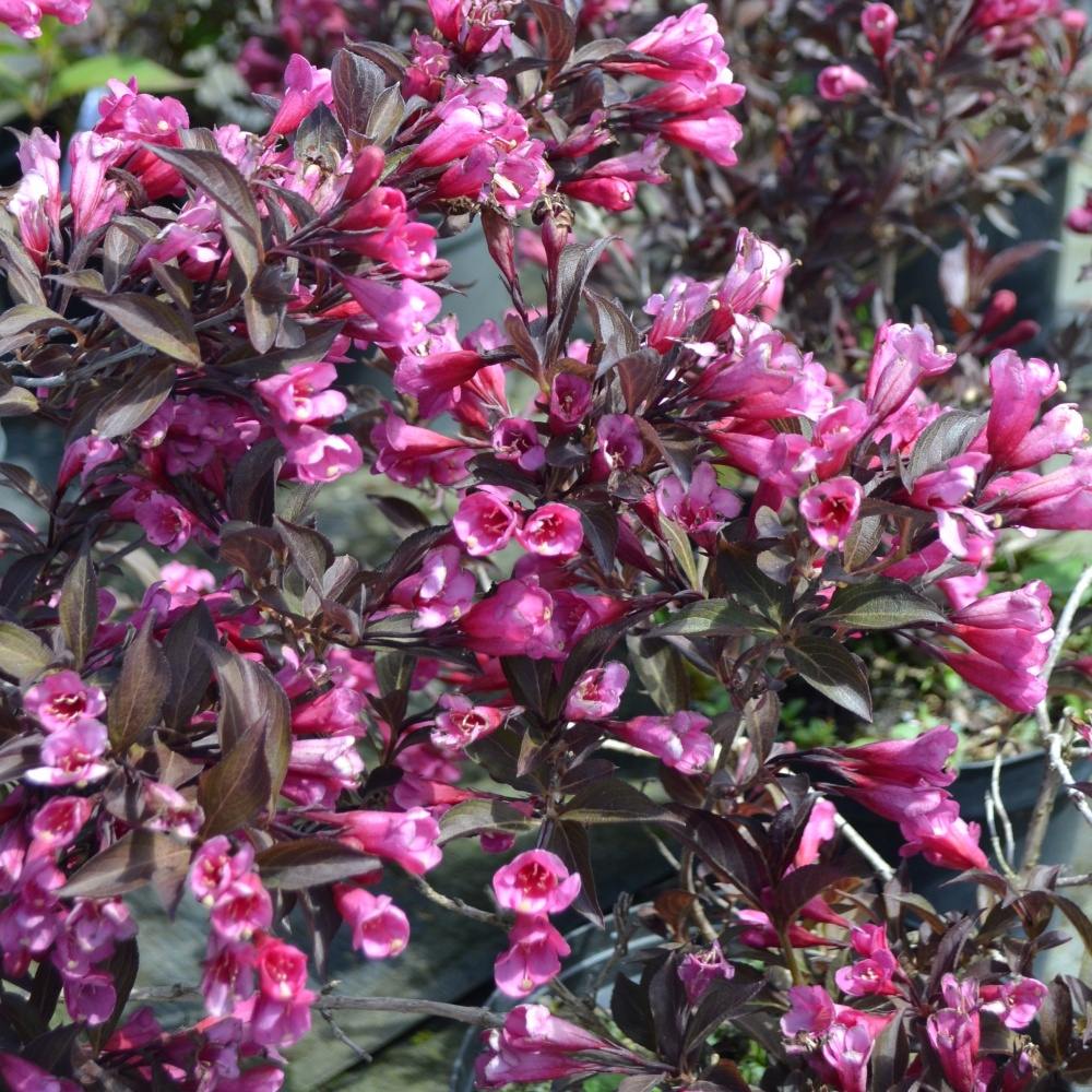 Keře okrasné květem - Vajgélie květnatá 'Alexandra' výška 20/30cm, květináč 1 litr