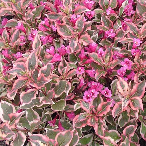 Keře okrasné květem - Vajgélie květnatá All Summer Monet® květináč 2,5 litru, výška 20/30cm, keř