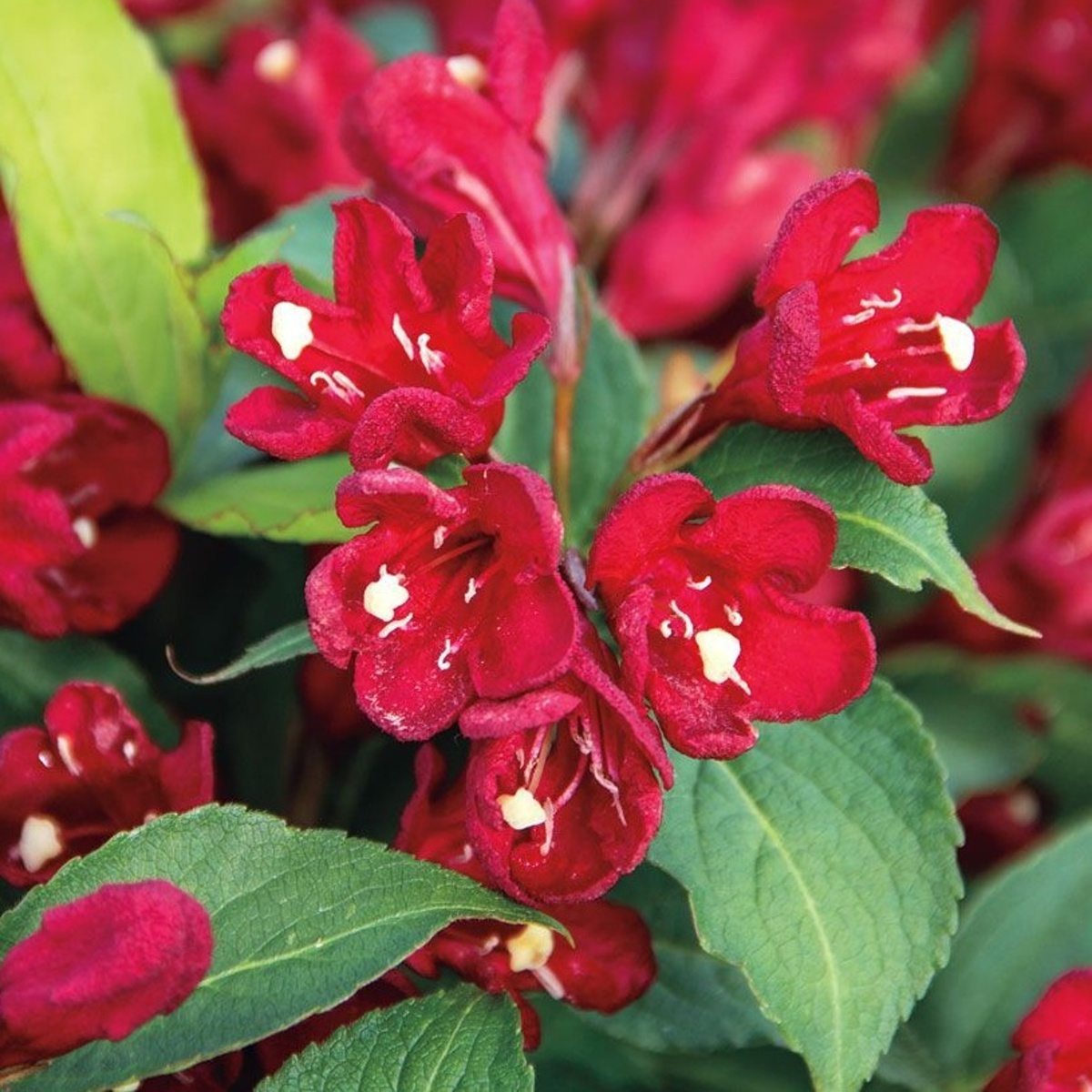 Keře okrasné květem - Vajgélie květnatá Cherry Love květináč 2,5 litru
