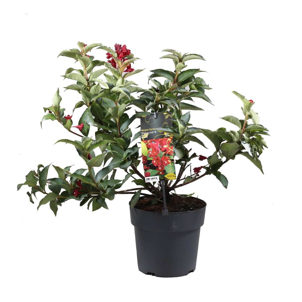 Keře okrasné květem - Vajgélie květnatá Cherry Love květináč 6 litrů