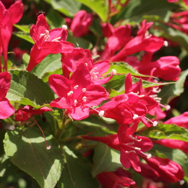 Keře okrasné květem - Vajgélie květnatá 'Eva Rathke' 1,4 litru