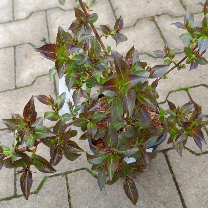 Keře okrasné květem - Vajgélie květnatá Nana Purpurea výška 30/40cm, květináč 1,4 litru