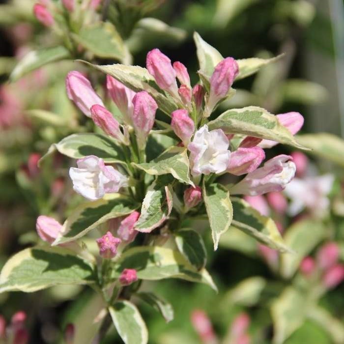 Keře okrasné květem - Vajgélie květnatá Nana Variegata květináč 1,5 litru, výška 20/30cm, keř