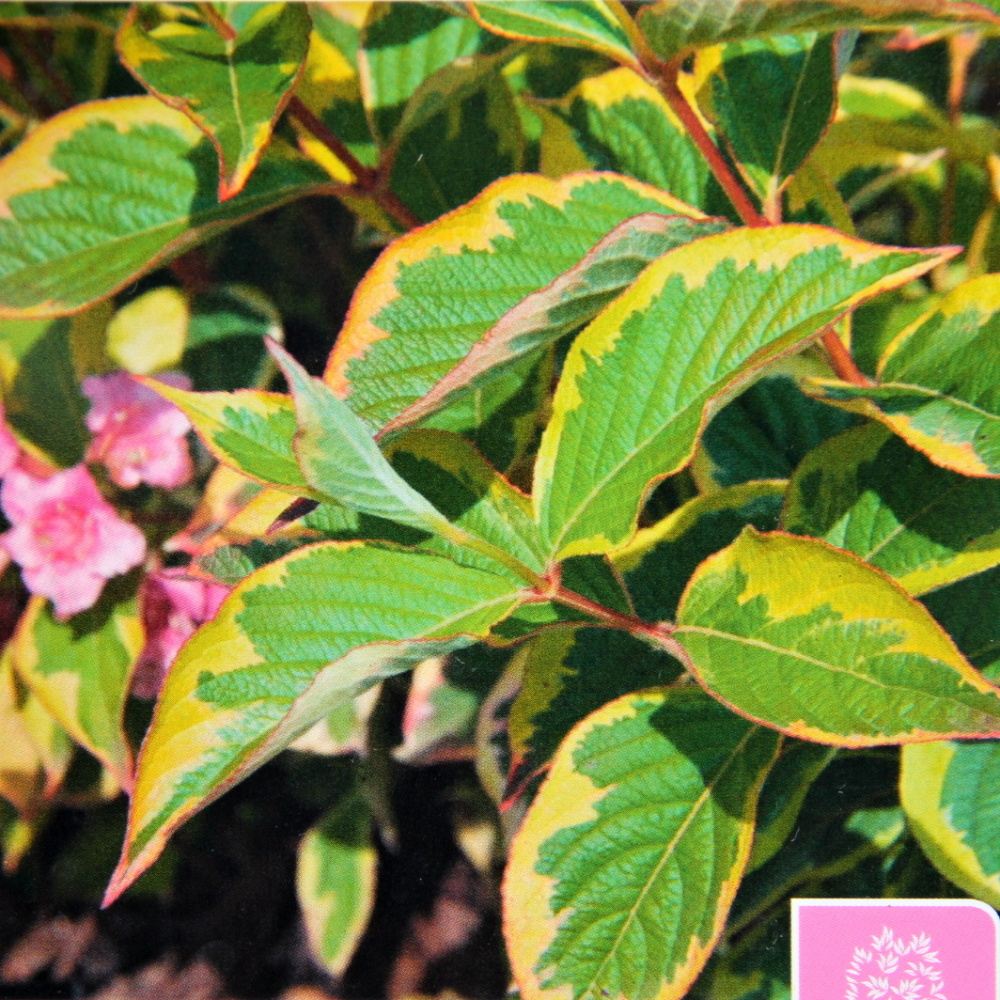 Keře okrasné květem - Vajgélie květnatá Nana Variegata květináč 5 litrů, výška 60/80cm, keř