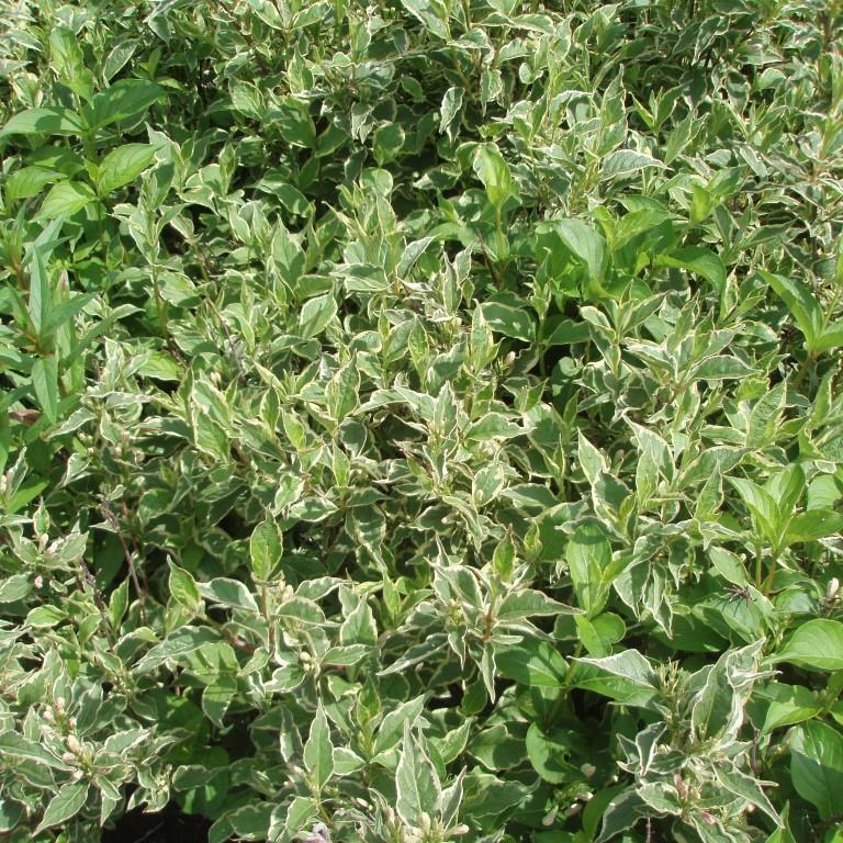 Vajgélie květnatá Nana Variegata květináč 5 litrů, výška 60/80cm, keř-1