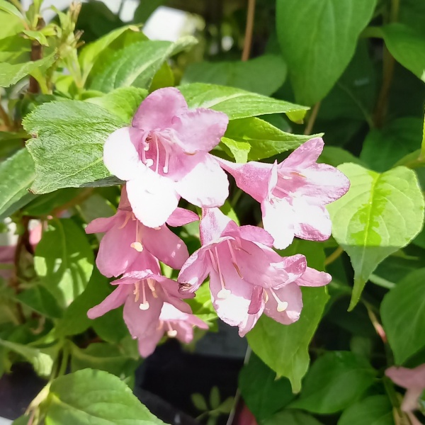 Rostliny - Vajgélie květnatá Pink Princess výška 30/40, 1,5 litru, keř