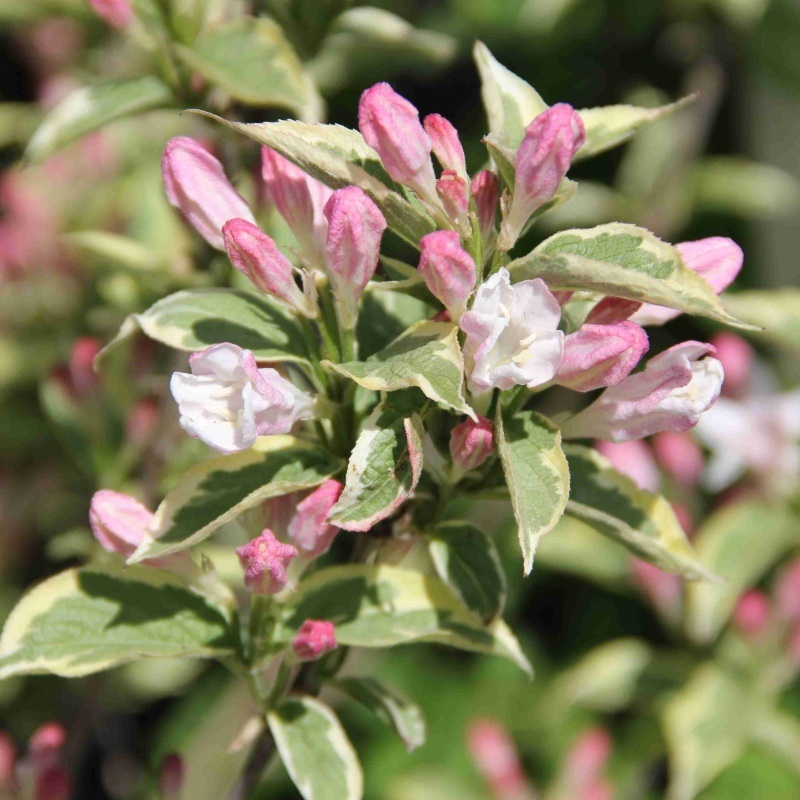 Rostliny - Vajgélie 'Nana Variegata' květináč 2,5 litru, výška 20/30cm, keř