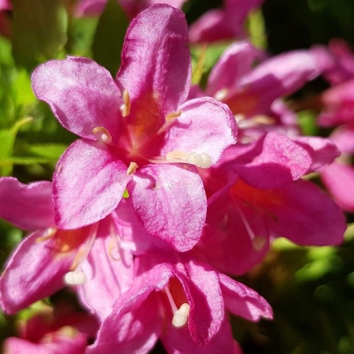 Keře okrasné květem - Vajgélie 'Picobella Rosa'® 2,5 litru