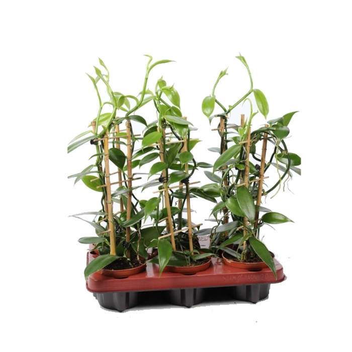 Okrasné pokojové rostliny - Vanilka pravá květináč 12cm