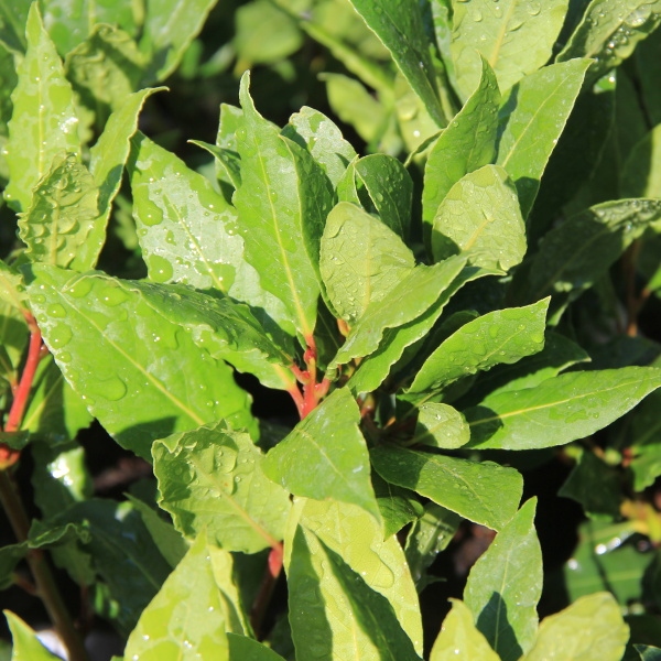 Bylinky - Vavřín vznešený 10cm