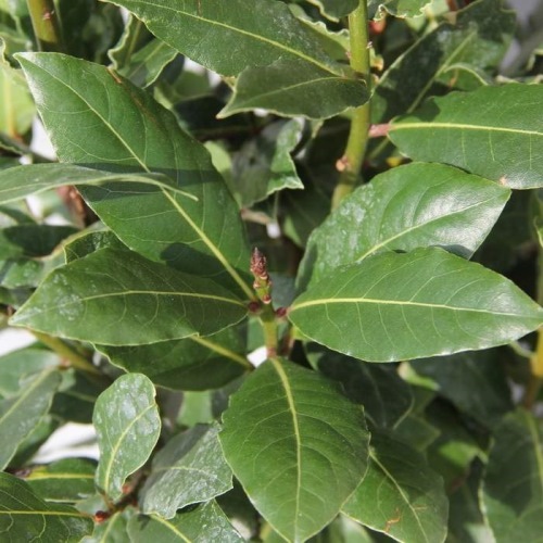 Bylinky - Vavřín vznešený 20 litrů