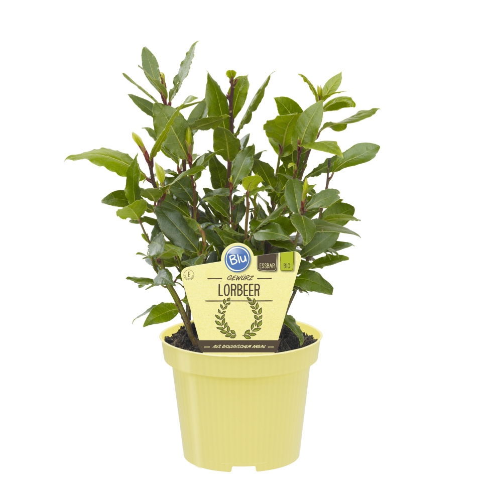 Bylinky - Vavřín vznešený BIO květináč 12cm