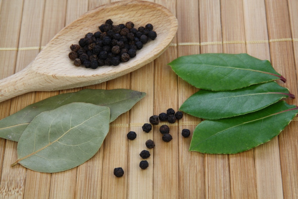 Vavřín vznešený BIO květináč 12cm-0