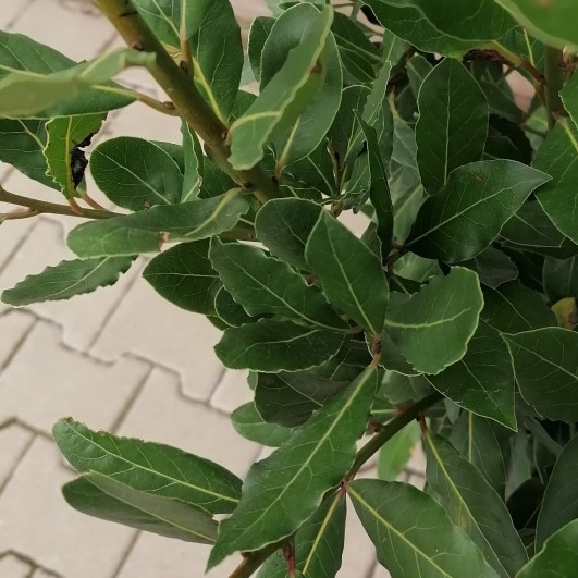 Rostliny - Vavřín vznešený květináč 3 litry, výška 80/100, keř